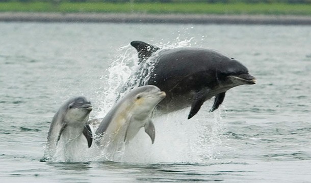 Like all mammals, dolphins have hair, at least when they are babies (whiskers). The hairs follow out after a while though.