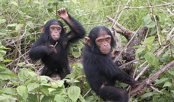 One group of 55 chimps in Africa has two times the genetic variability as all of humanity put together