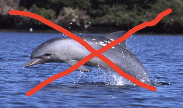 There is an organization called Anti Dolphin that believes dolphins are a threat to humanity and should be exterminated