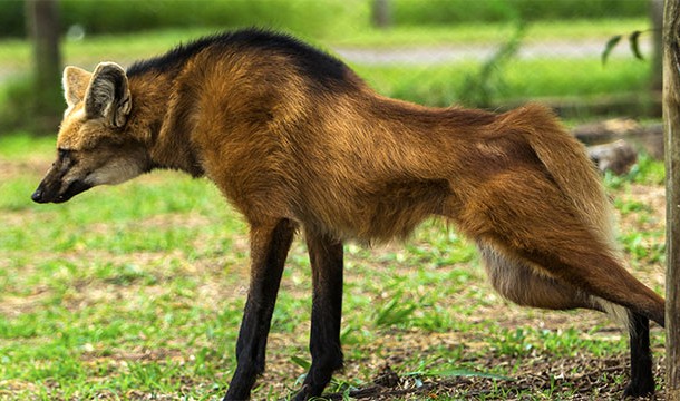 Maned wolf urine smells like marijuana. In fact, police were once called to the zoo in Rotterdam because somebody thought they smelled a pot smoker. It turns out the maned wolves had simply been relieving themselves.