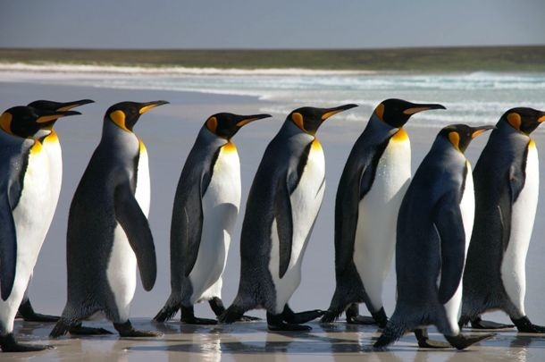 Largest gathering of people dressed as penguins