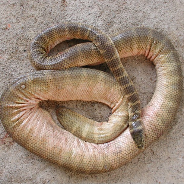 Belchers-sea-snake