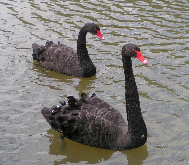 Black_Swans