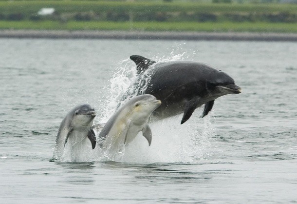 Bottlenose_dolphin_with_young