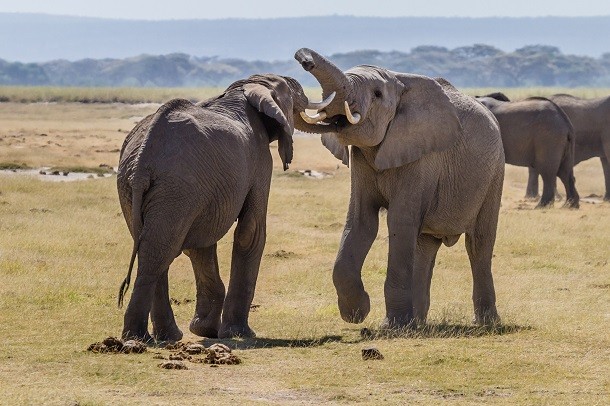 Elephants_fight_Amboseli