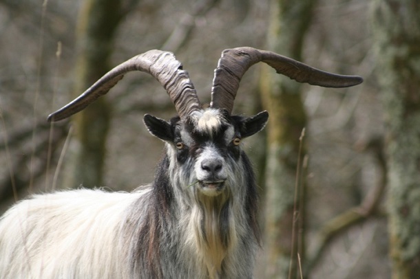 Feral_goat