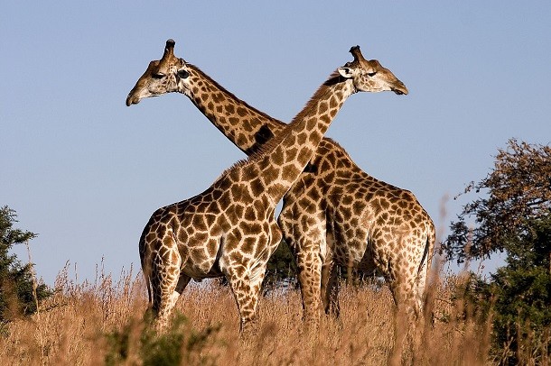 Giraffe_Ithala_KZN_South_Africa