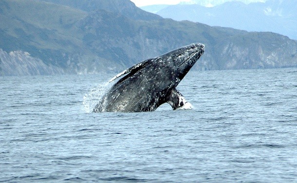 Gray_whale_Merrill_Gosho_NOAA2