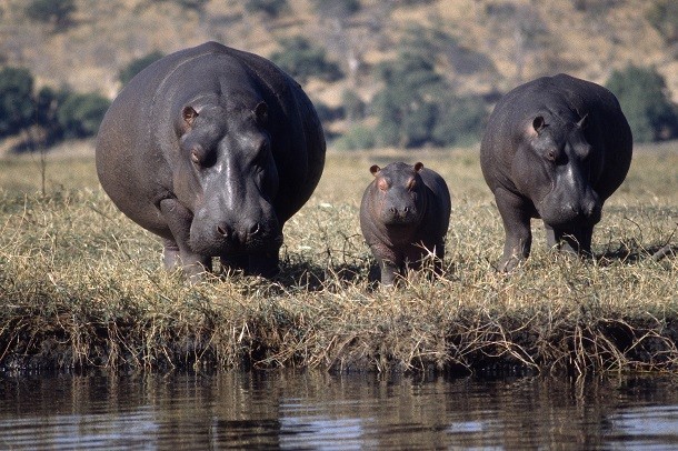 hippo family
