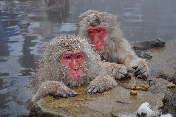 Snow_Monkeys,_Nagano,_Japan