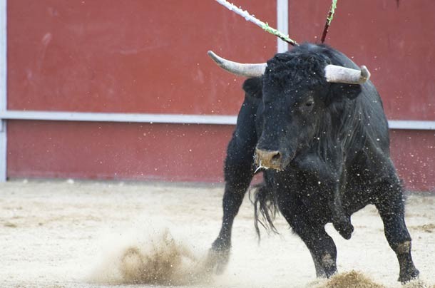 Spanish bull