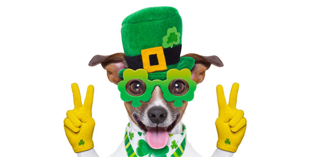 A dog wearing a st patricks hat and glasses