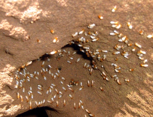 Termites_inside_of_a_mound-Tamilnadu