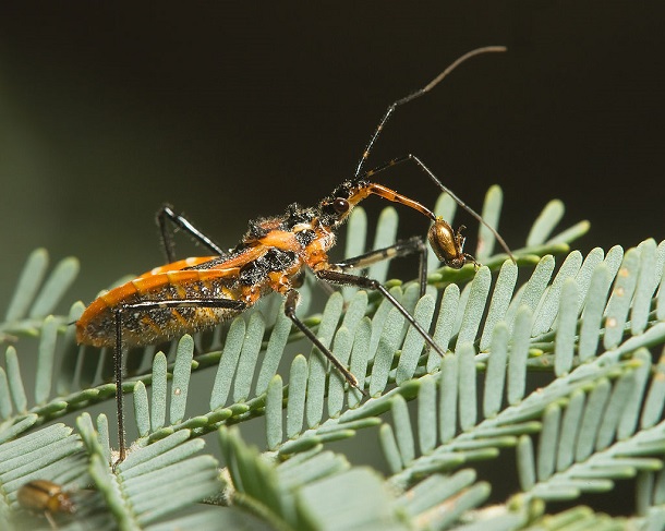 assassin bug - Gminatus_australis_with_Beetle