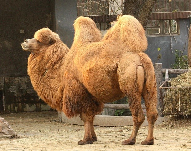 bactrain camel