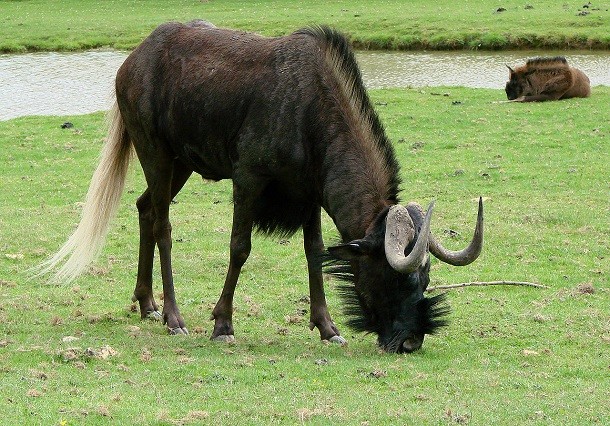black wildebeest