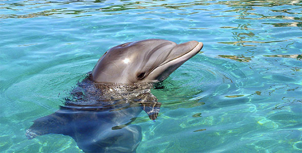 25 Ridiculous Facts About Dolphins And Their Incredible Abilities