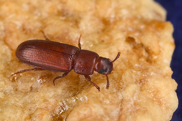flour beetle - Tribolium_castaneum