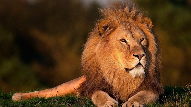 25 Gay Animals You Might Not Realize Are Indeed Gay