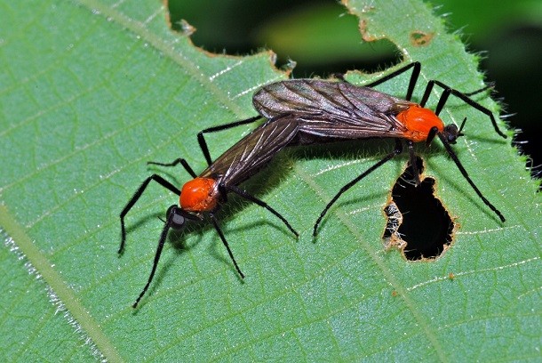 love bugs mating