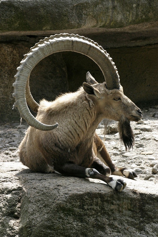 male nubian ibex