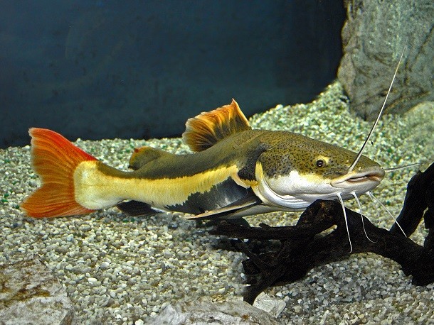redtail catfish