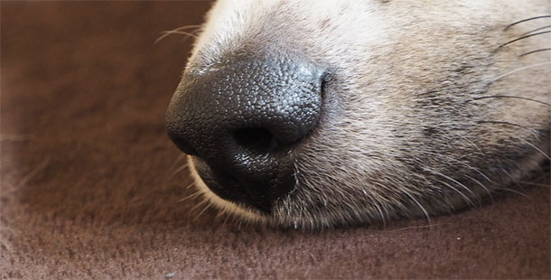 25 truths about smelling that will make you appreciate your nose