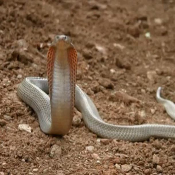 the venomous Philippine Cobra