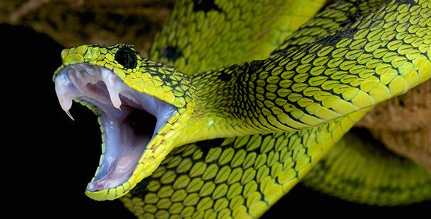 25 of the world's most venomous snakes