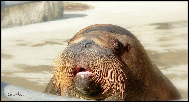 walrus whiskers