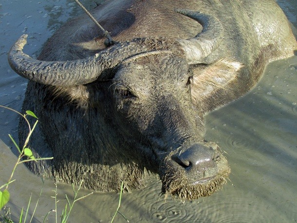 water buffalo Philippine_Carabao