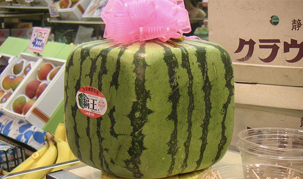 Some Japanese farmers grow square watermelons for easier storage