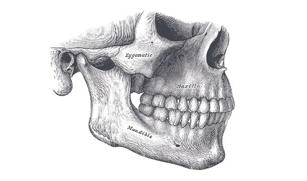 The male jaw bone is heavier than the female jaw bone