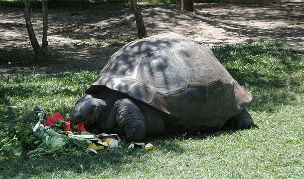 Charles Darwin and Steve Irwin both owned the same tortoise (his name was Harriet and he lived 175 years)
