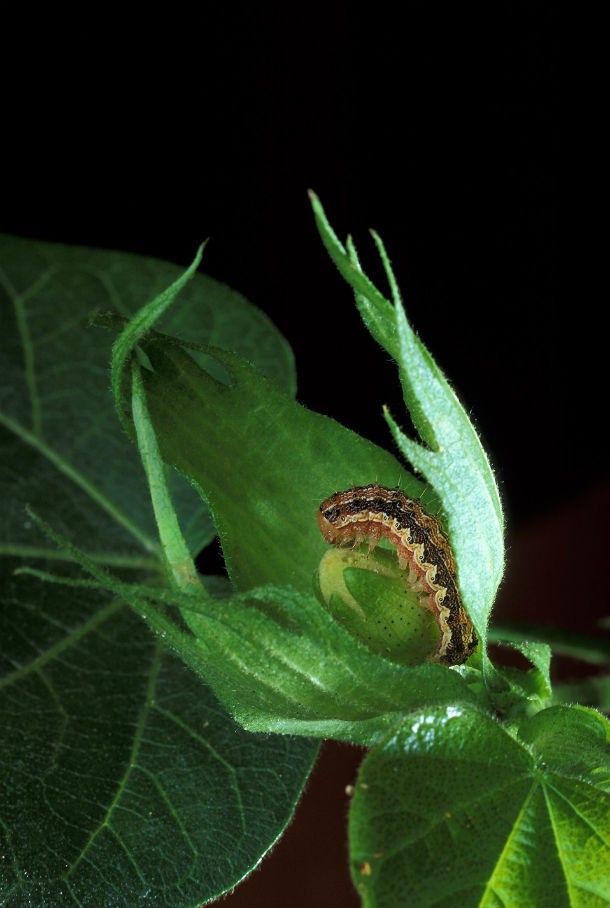Cotton Bollworm