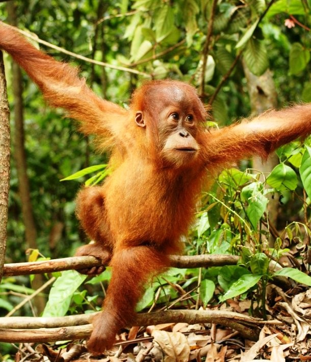 orangutan 