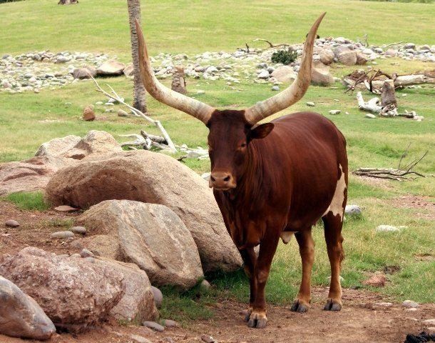 Watusi cattle