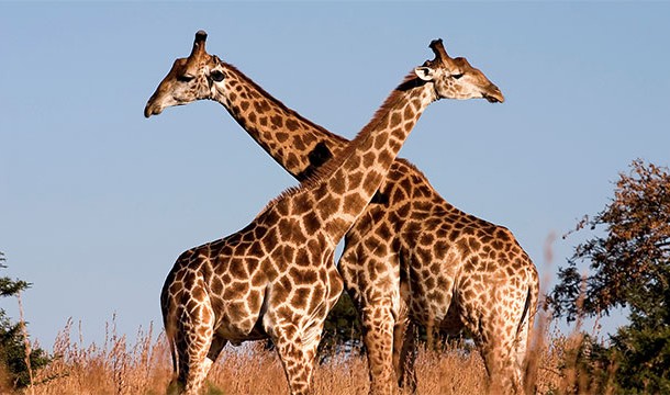 Why is a giraffe's neck so long?