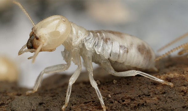A termite walks into a bar and asks "Is the bar tender here?"