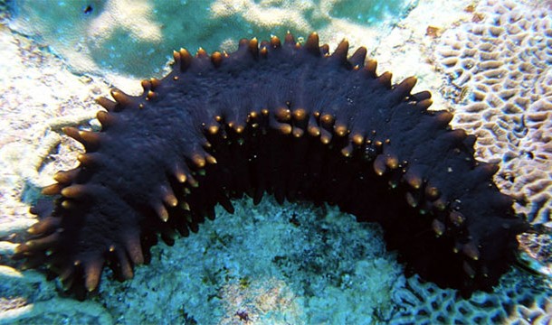 Humans are more closely related to sea cucumbers than to insects