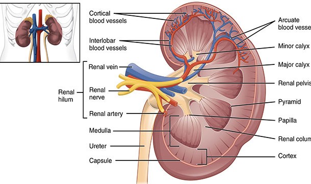 Kidney transplants