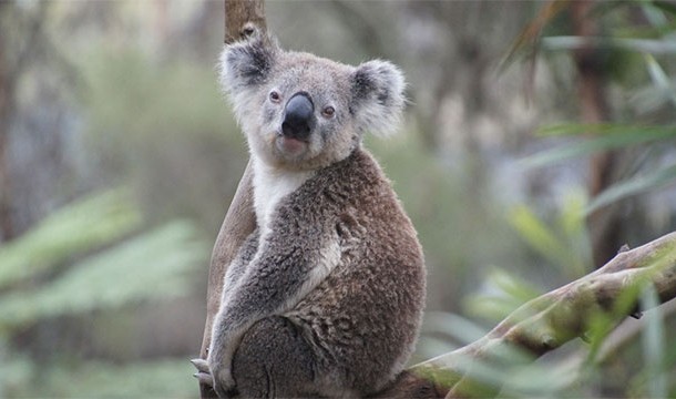 In some parts of Australia nearly 90% of koalas are suffering from chlamydia. Unless a vaccine is developed, the species could go extinct.