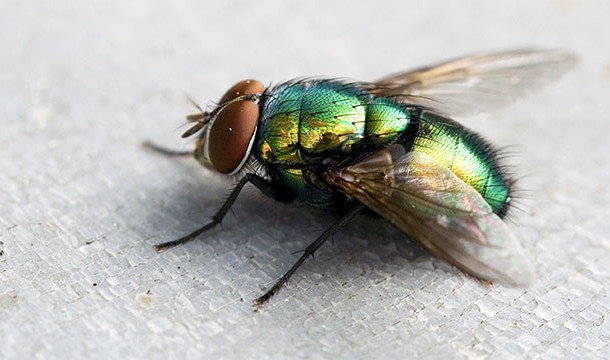 A fly was very close to being called a "land," cause that's what they do half the time.