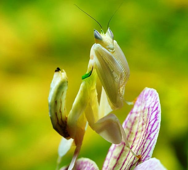 Flower Mantis