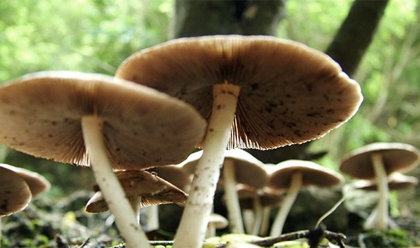 Mushrooms are more closely related to humans than to plants