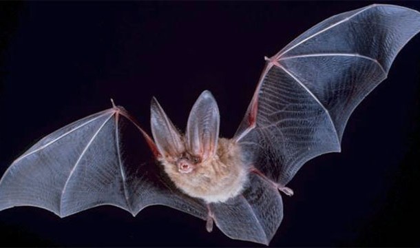 20% of mammal species on Earth are different types of bats