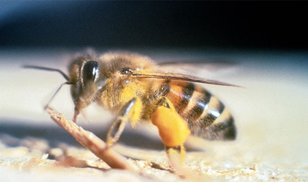 Africanized honey bees were going to take over the country