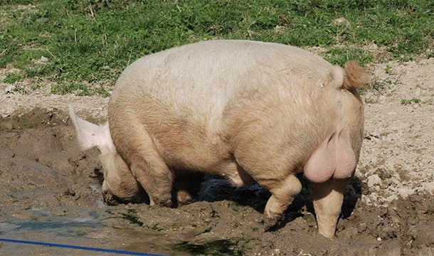 British Pig Wanders Into American Potato Field, Starts War