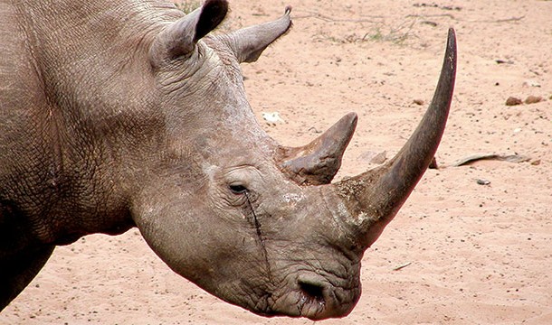 Rhino watcher