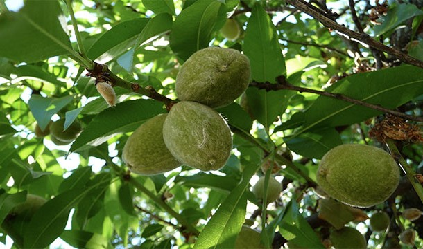 Almonds grow on trees